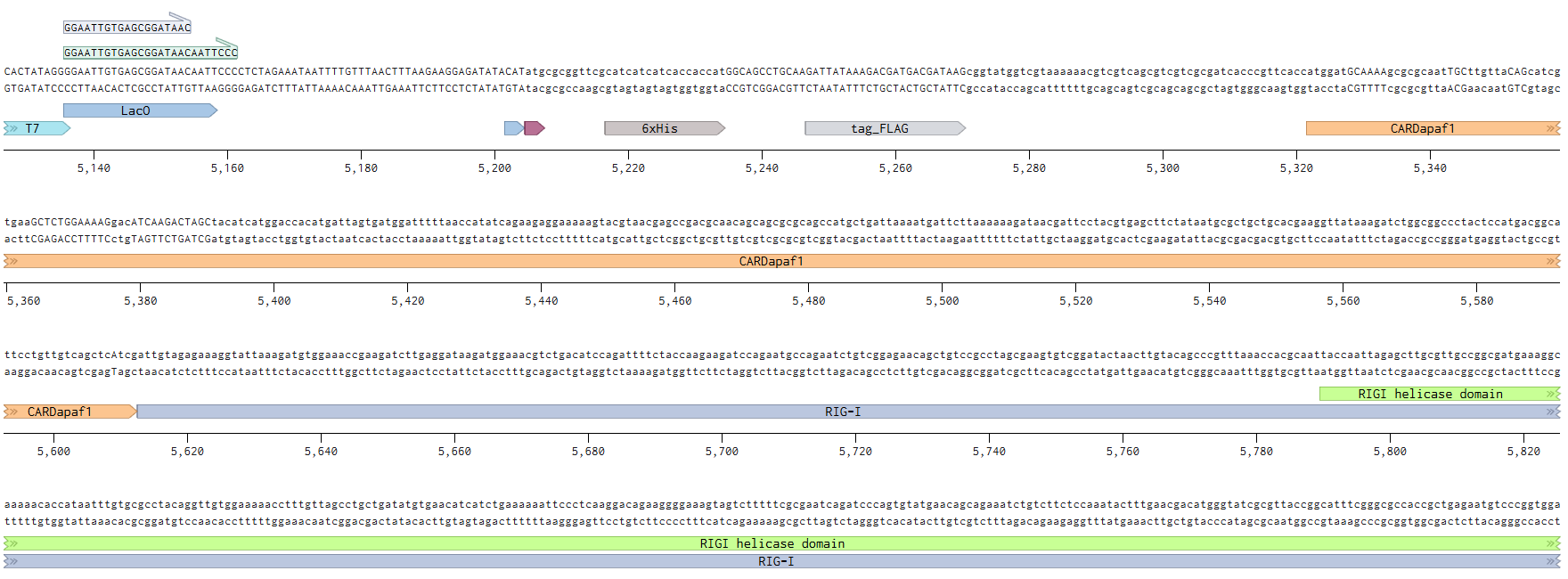 DNA配列の設計図