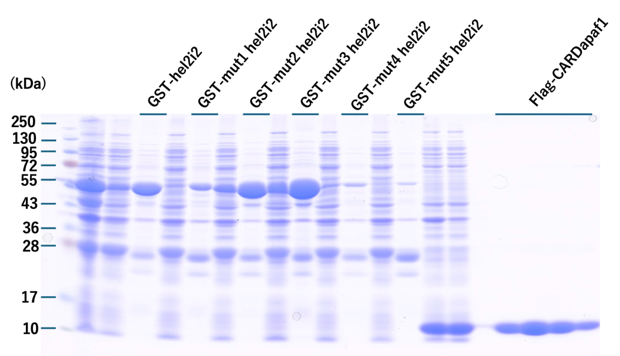 実験結果のデータ
